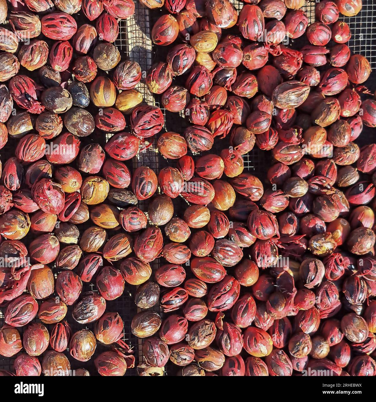 Frische Muskatnuss mit Muskatblüte, Indonesien Stockfoto
