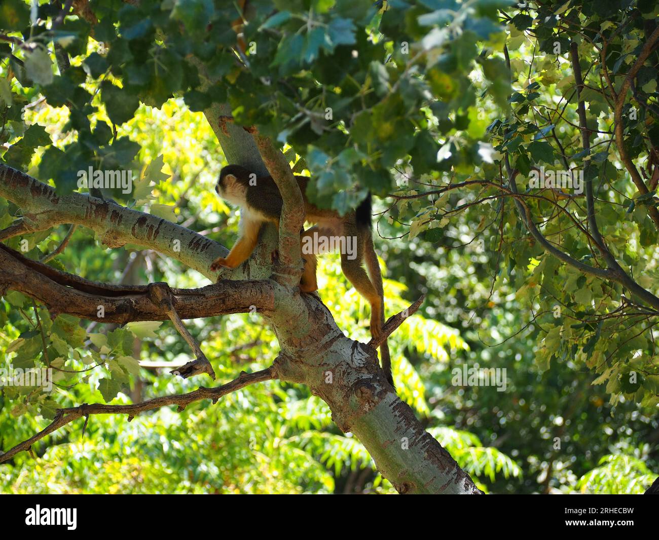 Totenkopfaffen im Baum Stockfoto