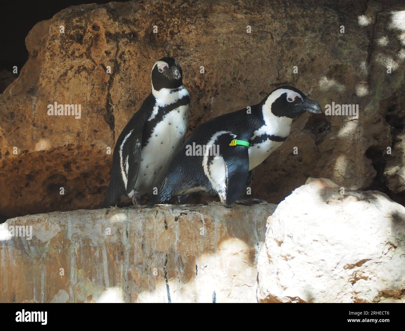 Ein Paar schwarzfüßige (afrikanische) Pinguine Stockfoto