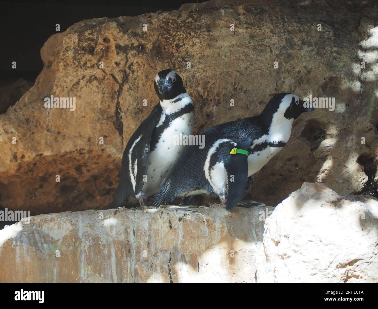 Ein Paar schwarzfüßige (afrikanische) Pinguine Stockfoto