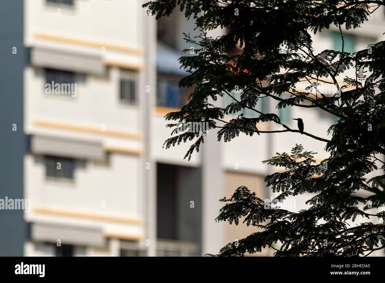 Ein gewöhnlicher eisvogel sitzt in einem Baum mit Blick auf einen Kanal, der von einem öffentlichen Wohnhaus in Singapur gesäumt wird. Stockfoto