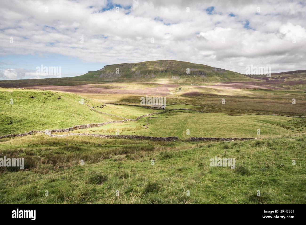 Pen-y-Ghent, einer der drei Zinnen der Yorkshire Dales, von der Pennine Way Route zwischen Pen-y-Ghent und Fountains Fell gesehen. Stockfoto