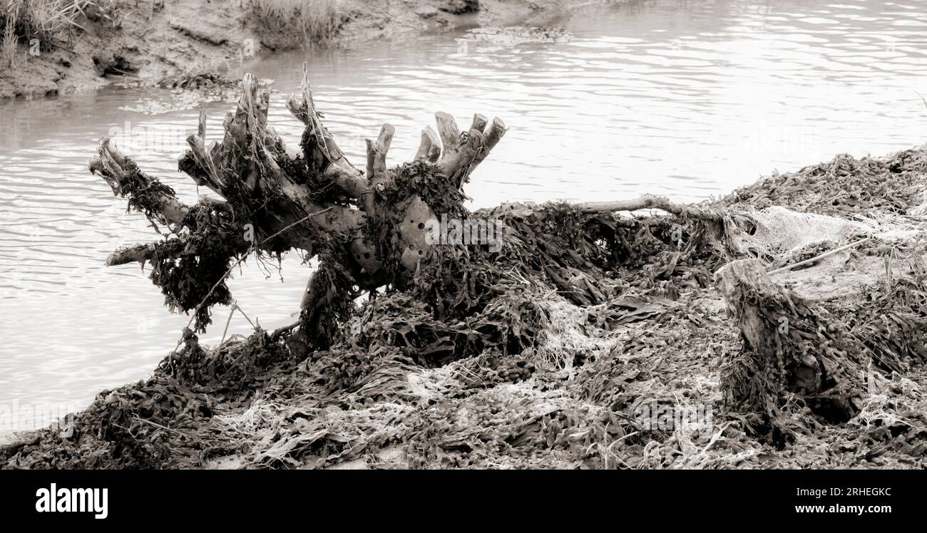 Ein monochromes Panorama eines getrockneten Flussufers in einem Salzwiesen mit totem Baumstamm, bedeckt mit einer Unkrautmatte Stockfoto