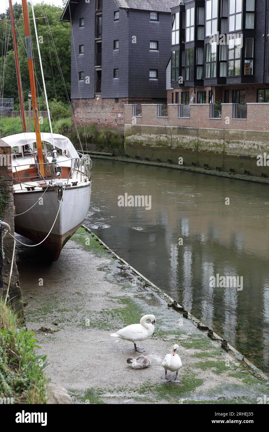 Aus einer sehr unangenehmen Lage auf einem lokalen Parkplatz in Lewes, scheinen die Schwäne zufrieden zu sein, ihre Federn zu pflegen. Stockfoto