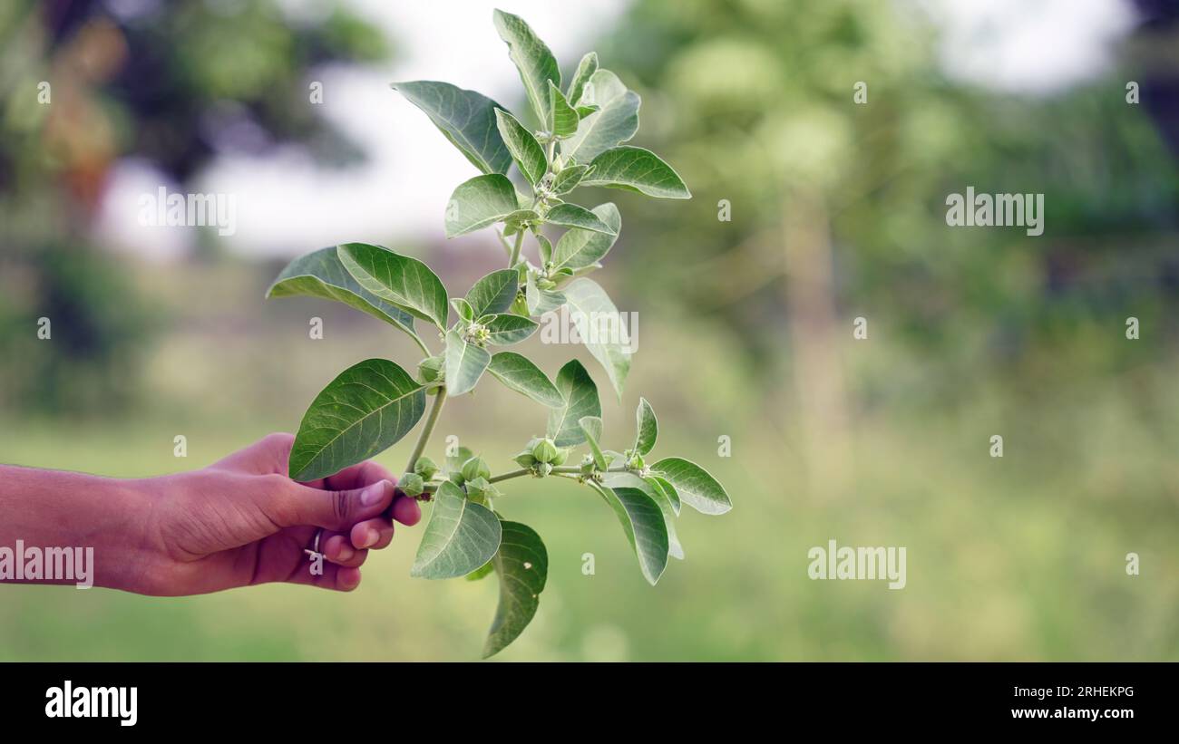 Withania somnifera Pflanze bekannt als Ashwagandha. Indische Ginseng-Kräuter, giftige Stachelbeere oder Winterkirsche. Ashwagandha Vorteile Für Die Gewichtsabnahme Stockfoto