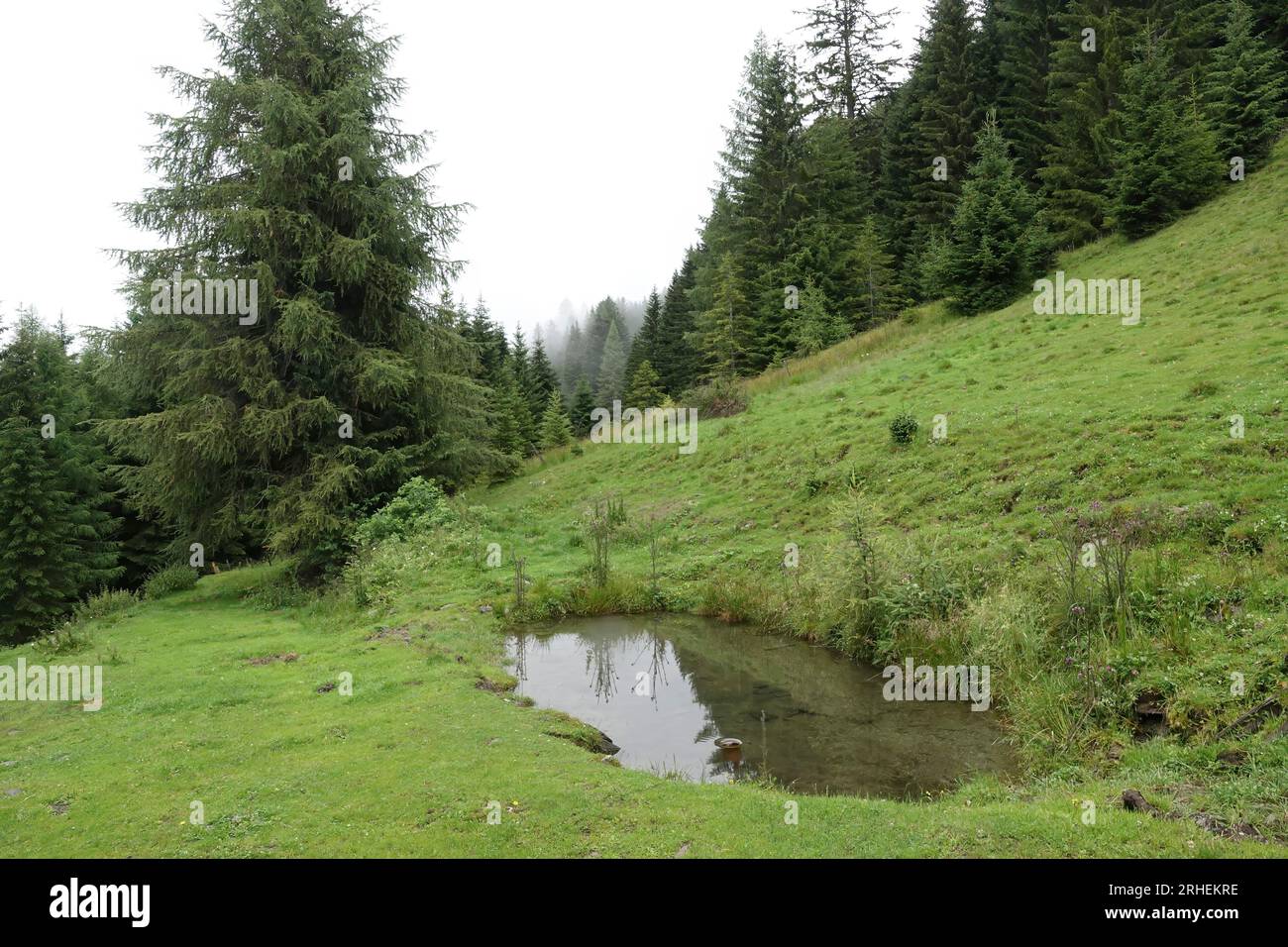 Natürliche Nahaufnahme auf einem kleinen Teich in den kärntner alpen, umgeben von Kiefern Stockfoto