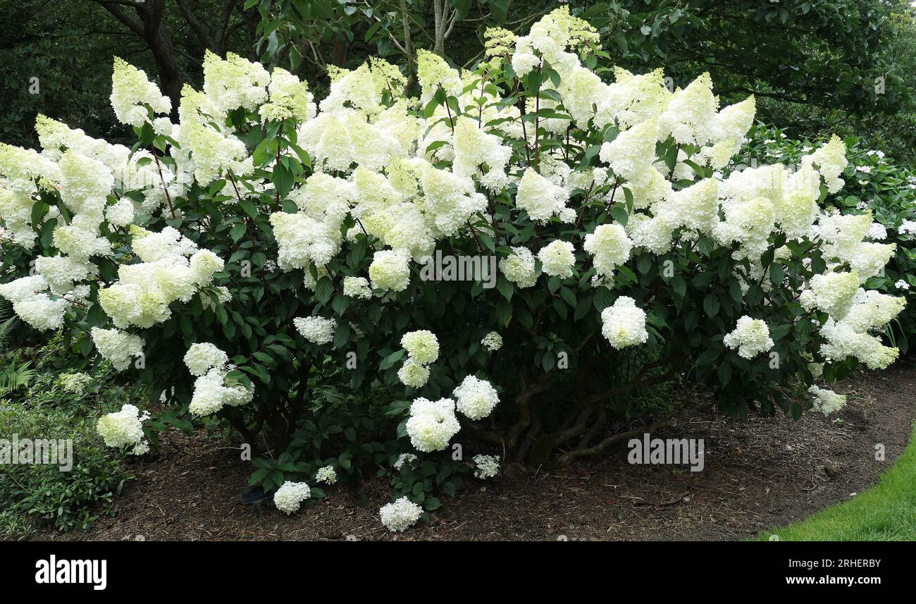 Nahaufnahme der weißen Blüten des Sommergartenstrauchs Hortensie paniculata vanille fraise. Stockfoto