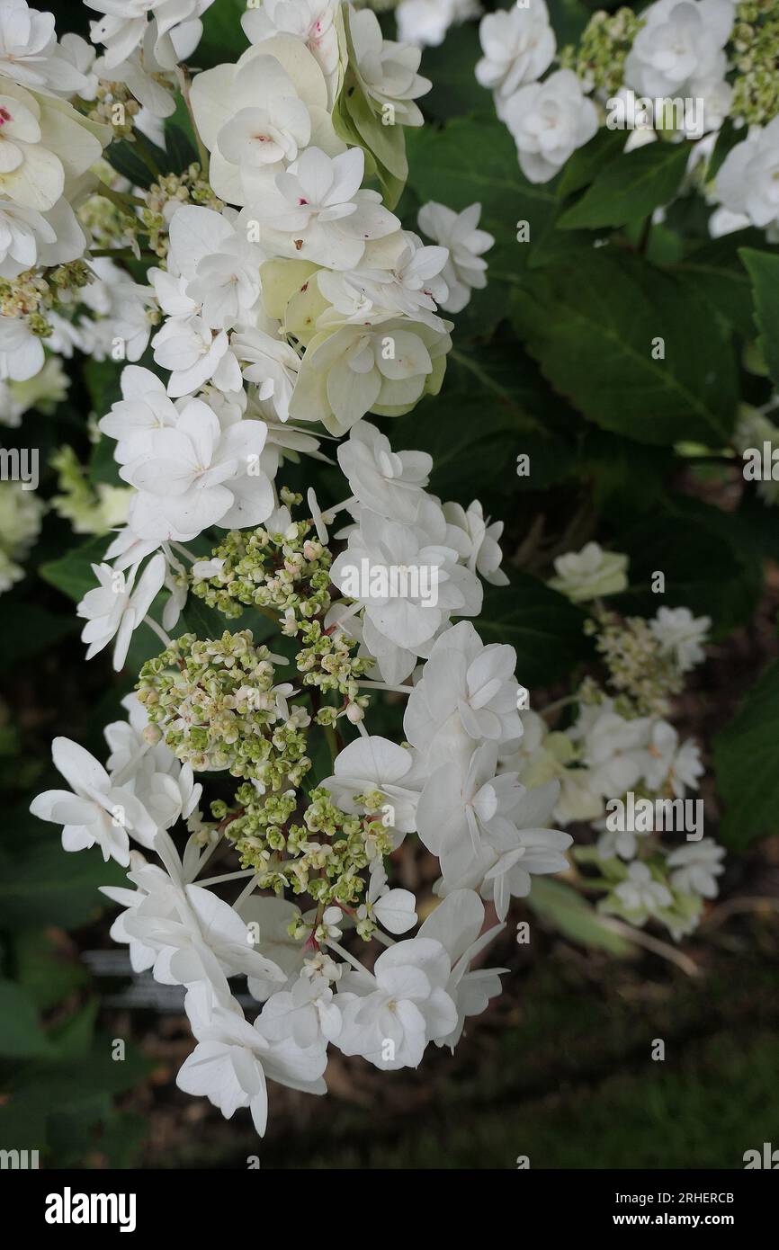 Nahaufnahme der weißen Blumenköpfe des Sommergartens Strauchhydrangea macrophylla Hochzeitskleid doppelte Köstlichkeiten. Stockfoto