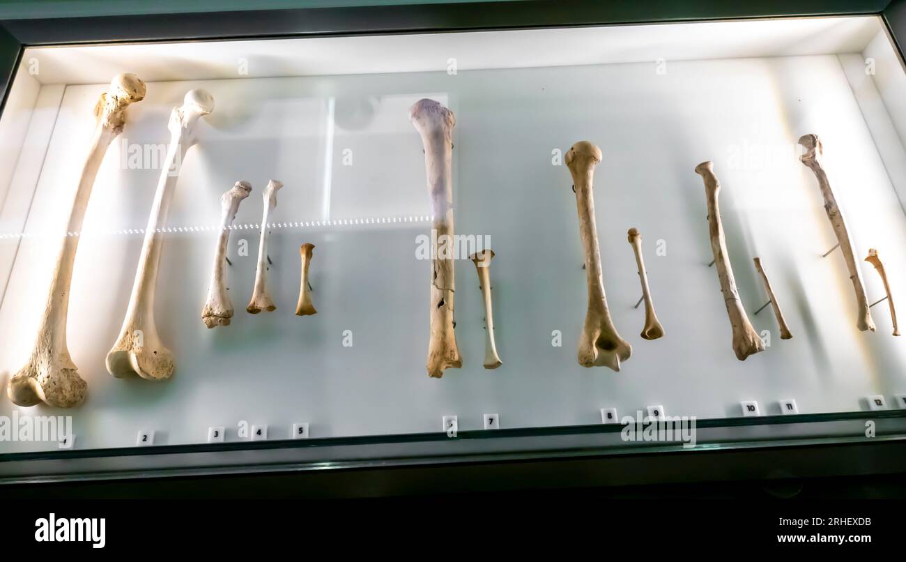 Lange Knochen - Femora, Erwachsene und Kinder, Tibiae, Humeri, Radien, Ulnae - frühe und späte Dilmun-Friedhofsbefunde Stockfoto