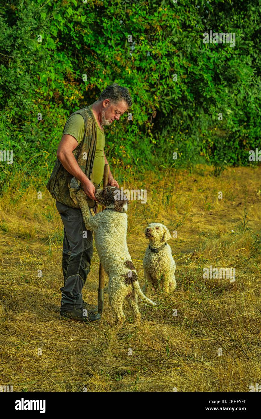 Zwei Trüffelhunde, Lagotto romagnolo, warten auf den Preis ihres Meisters, nachdem sie nach dem kostbaren Trüffel gesucht haben. Abruzzen, Italien, Europa Stockfoto