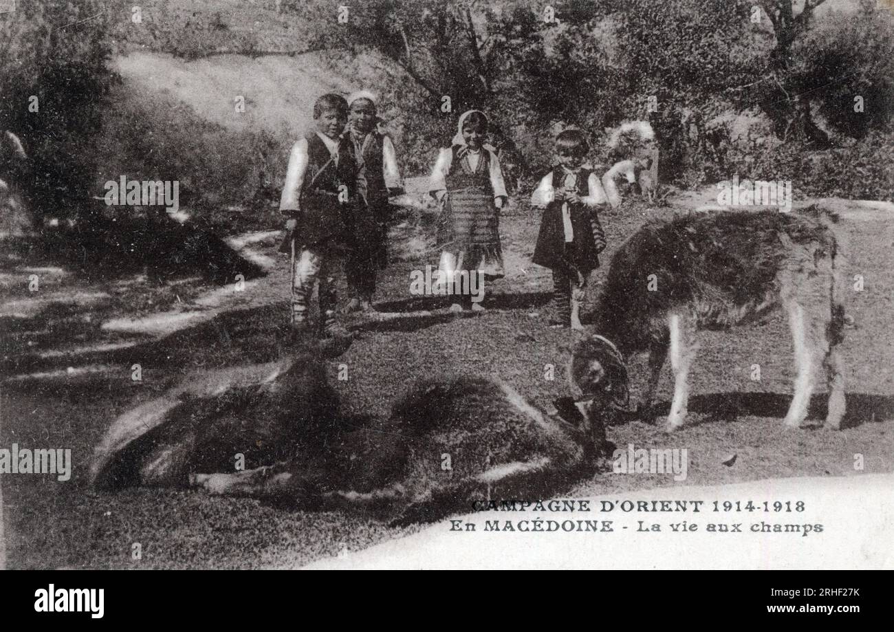 Macedoine : Jeunes paysans un Champ - Carte postale 1914-1918 Stockfoto