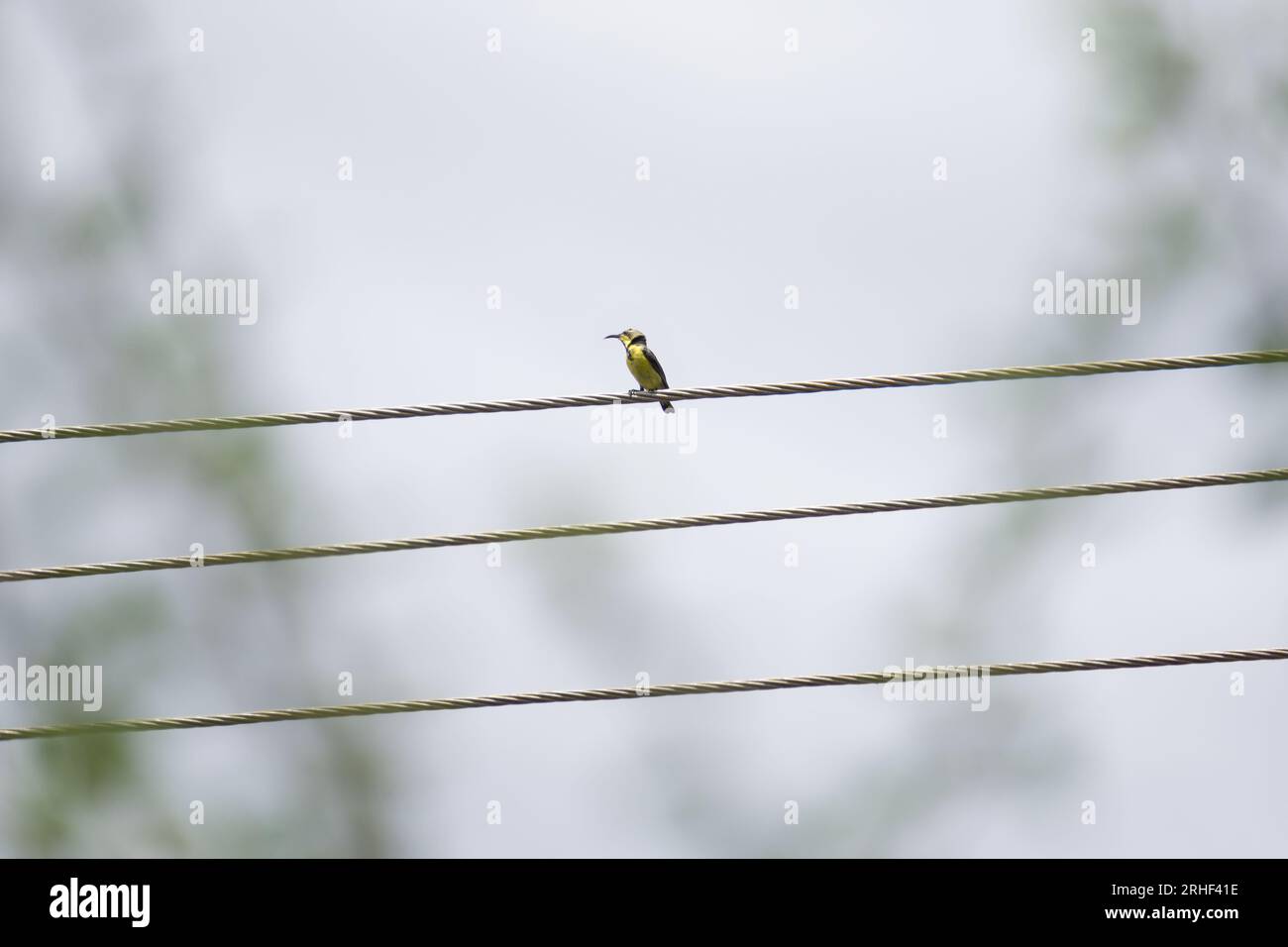Ein einsamer Vogel, der auf dem Verbindungsmast ruht - die Geschichte der Einsamkeit von sunbird Stockfoto