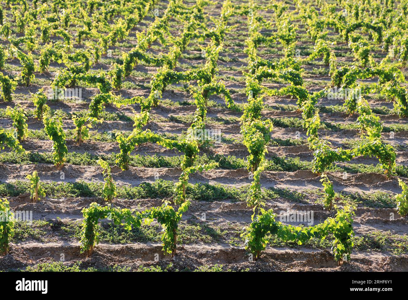 4 Vignes Artificielles Avec Raisins - 2.3m Chacune - Décoration Jardin, Mariage, Intérieur - Plastique Réaliste