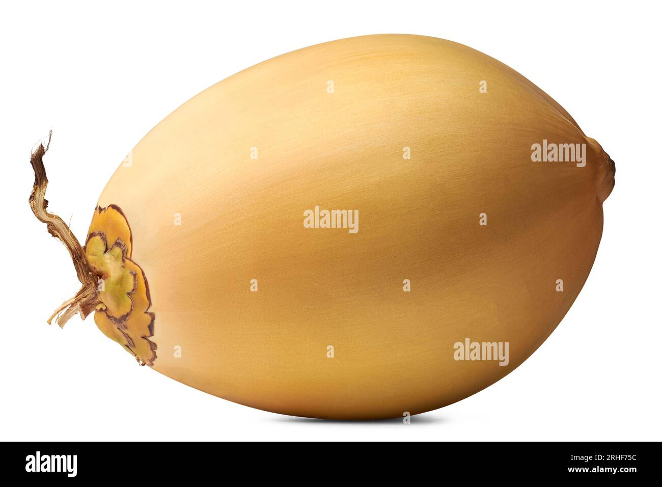 Großaufnahme von King Coconut, einer Vielfalt von Kokosnüssen, die in sri lanka heimisch sind, wo sie als Thambili, gesunde tropische Früchte bekannt ist, die für ihr Wasser angebaut werden Stockfoto