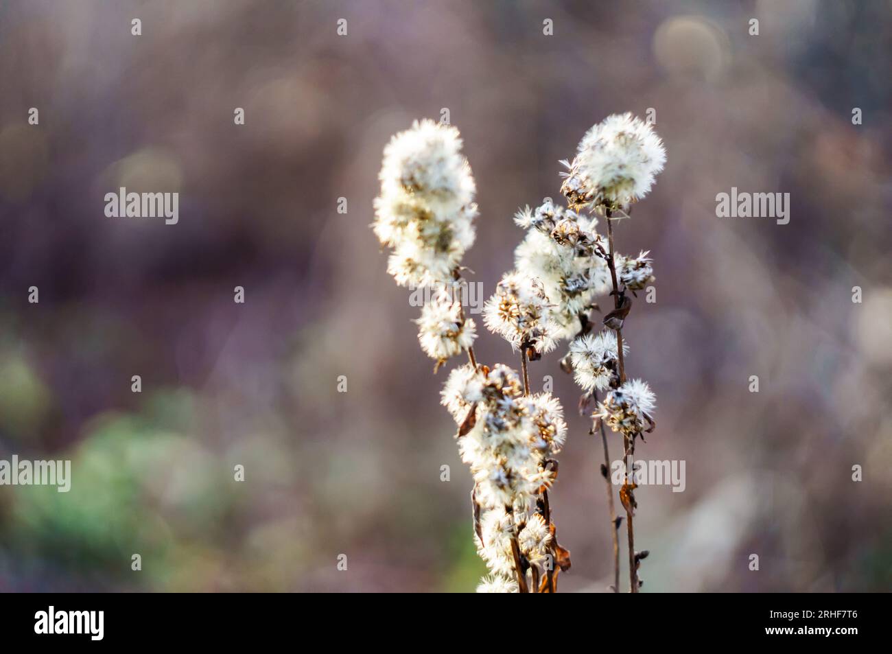 Hintergrund Herbst. Trockenes Gras. Hintergrund für Herbstpostkarten Stockfoto