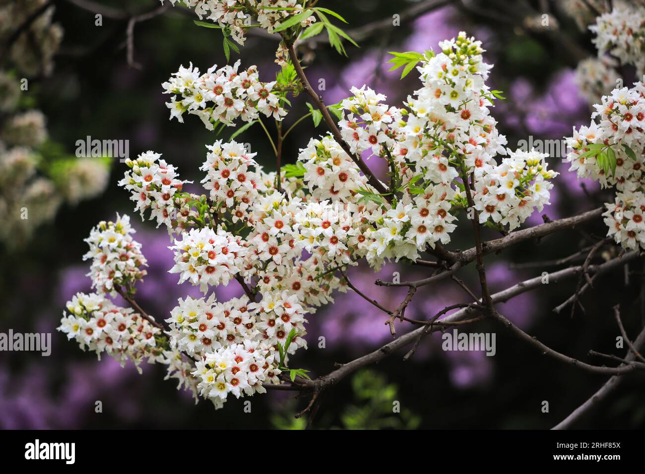 Blüten von Xanthoceras rowanberry Stockfoto