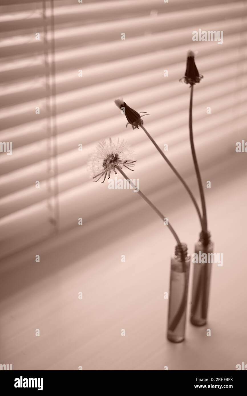 Drei Löwenzahnblüten in dünnen Vasen auf der Fensterbank. Sepia-Foto Stockfoto