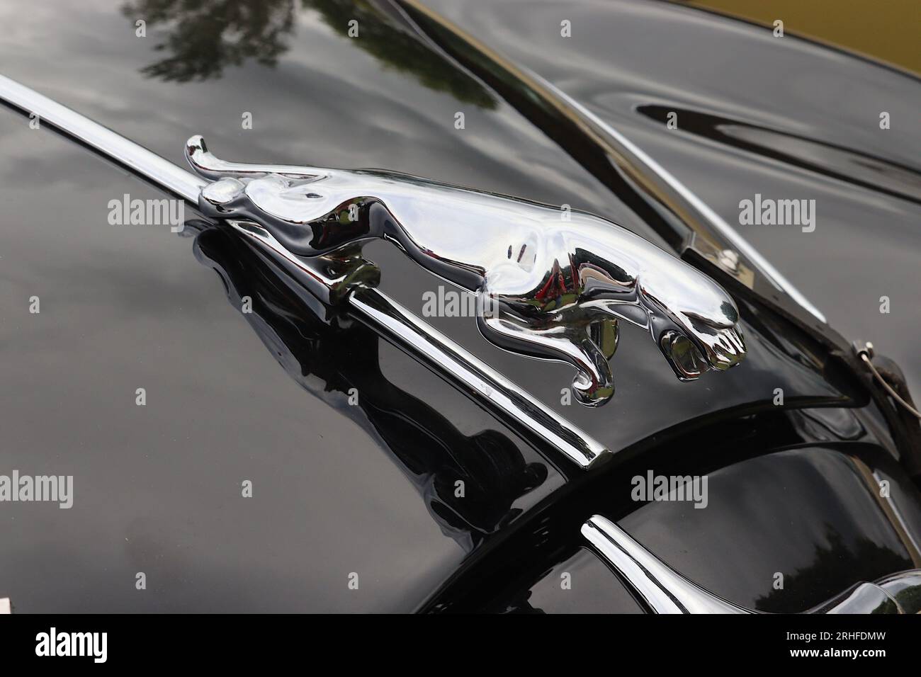 Das von British artis Frederick Gordon Crosby entworfene Maskottchen der springenden Jaguar Motorhaube auf einer 1957 Jaguar 3,4 Liter Mk I Sportlimousine, August 2023. Stockfoto