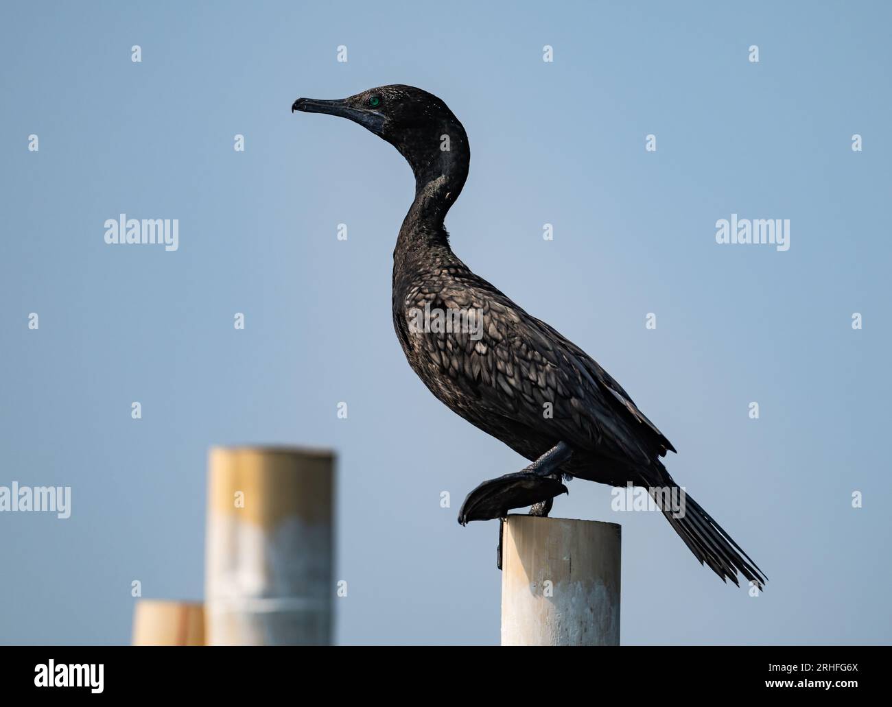 Ein kleiner Schwarzer Kormoran (Phalacrocorax sulcirostris) auf einem Holzpfosten. Java, Indonesien. Stockfoto