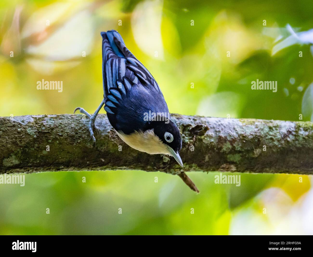 Eine Blaue Nuthatch (Sitta azurea), die sich auf einem Baumstamm ernährt. Java, Indonesien. Stockfoto