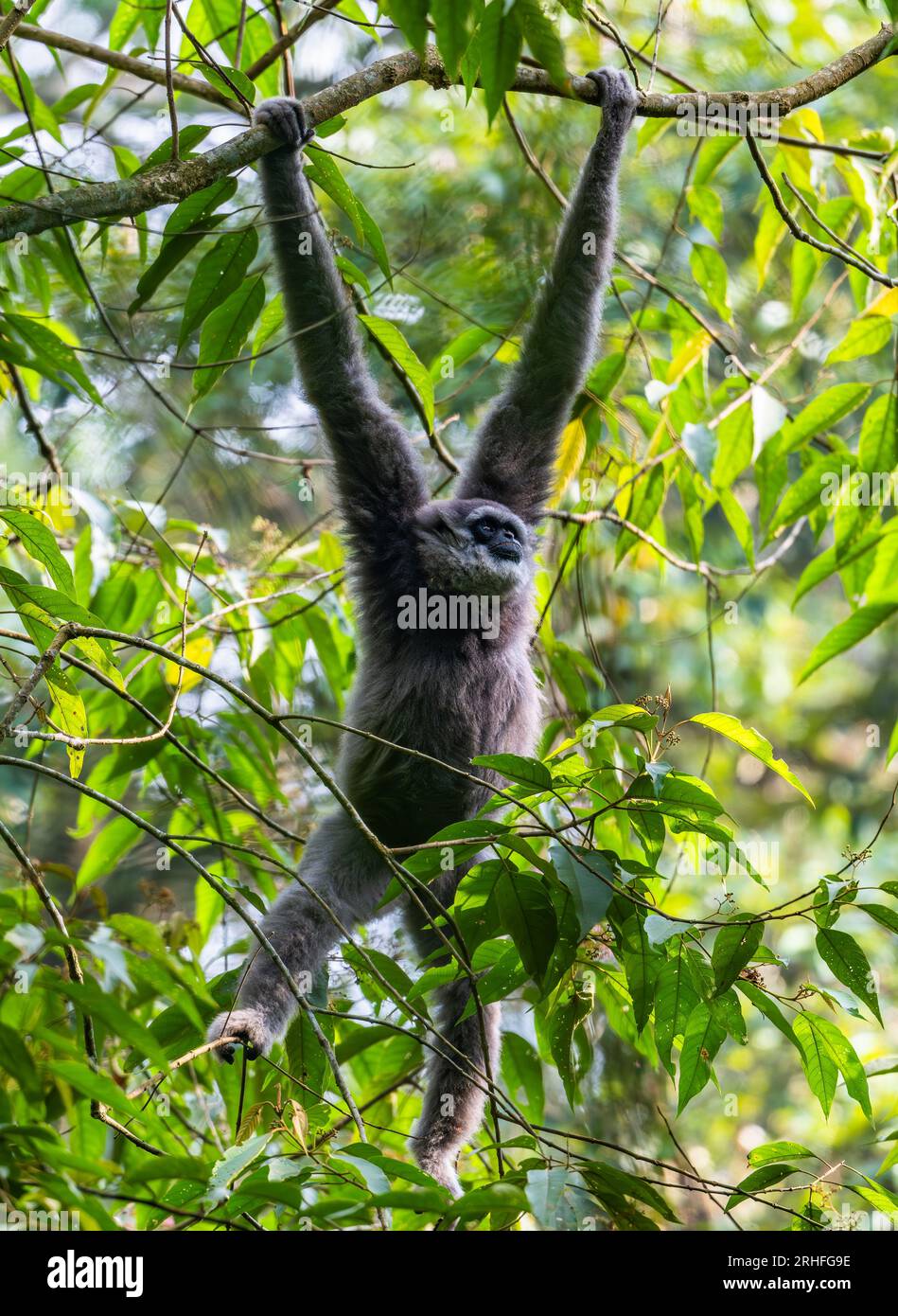 Ein gefährdeter Javan Gibbon (Hylobates moloch), der an einem Ast hängt. Java, Indonesien. Stockfoto