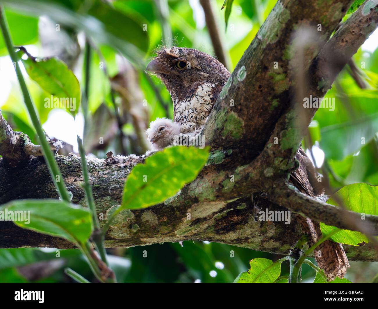 Eine Mutter und ein Küken Sunda-Frogmouth (Batrachostomus cornutus) in ihrem Nest. Sumatra, Indonesien. Stockfoto