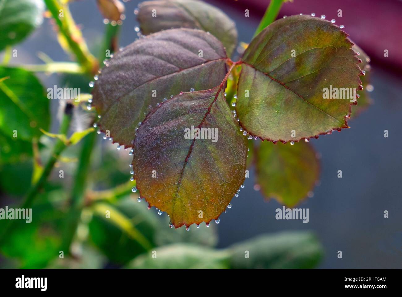 Wasser, Tautropfen am Rand der Rosenblätter Stockfoto