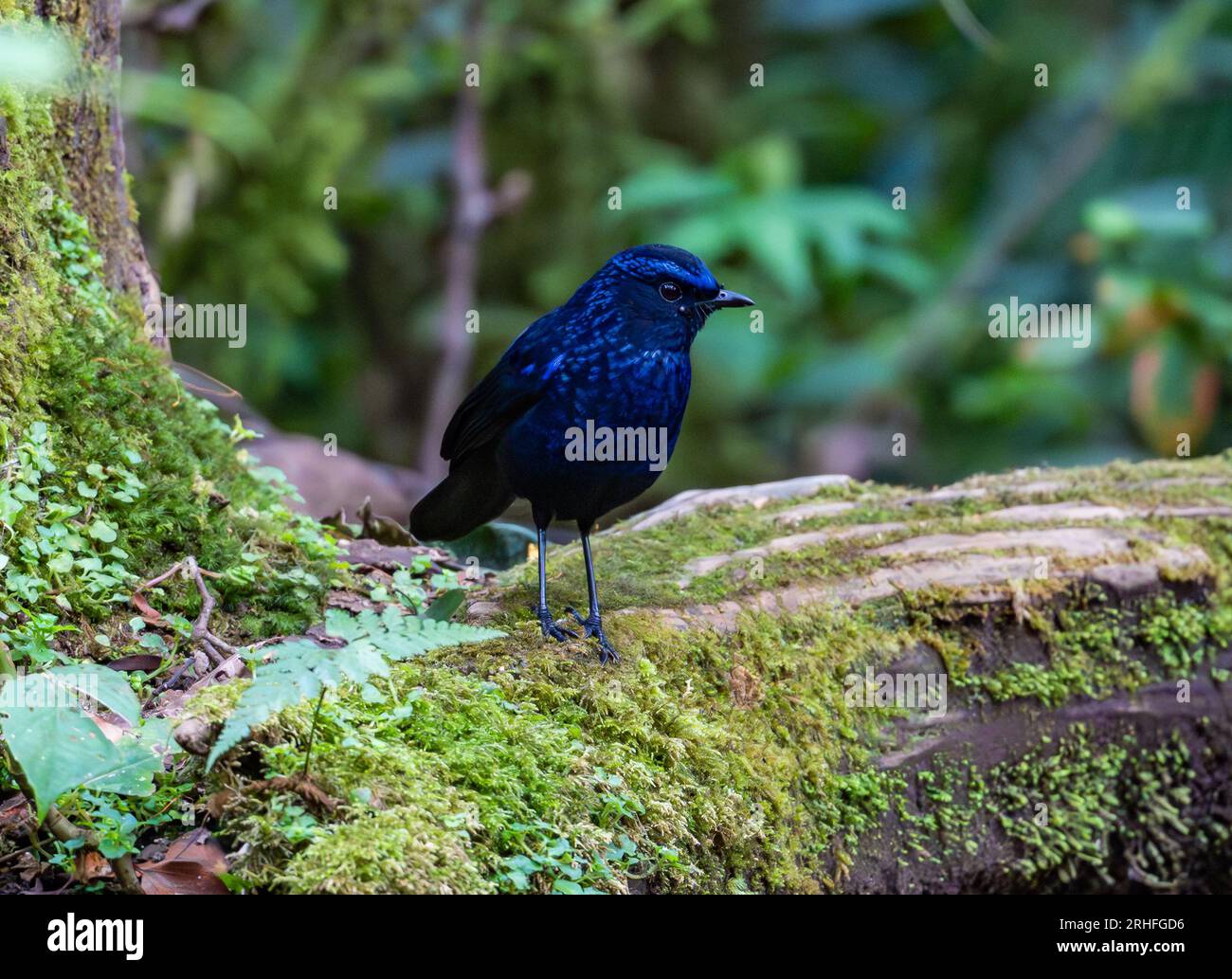 Eine glänzende Pfeifendrossel (Myophonus melanurus), die sich im Wald ernährt. Sumatra, Indonesien. Stockfoto