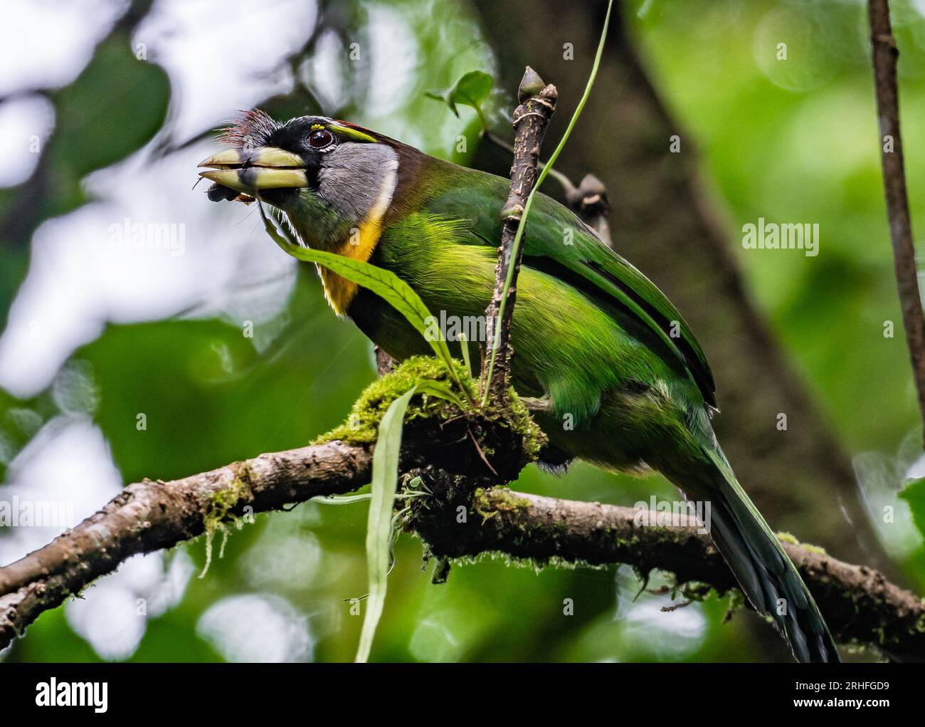 Ein feuergetufteter Barbet (Psilopogon pyrolophus) auf einem Ast. Sumatra, Indonesien. Stockfoto