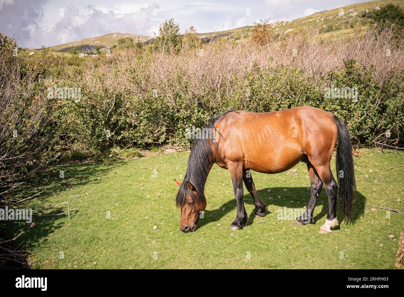 Pferd auf einer Wiese des Coscione-Plateaus, Korsika, Frankreich Stockfoto