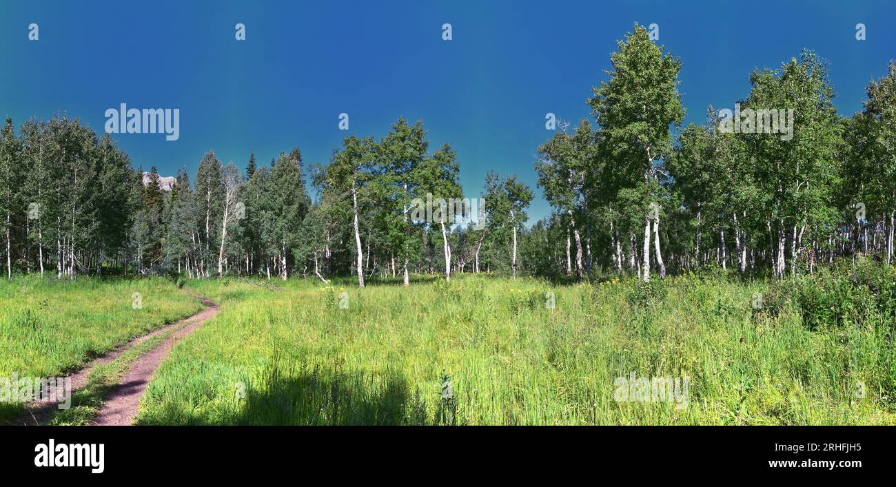 Timpanogos Peak von hinten Wandern auf Salamander Flat Willow Hollow und Snow Gauging Loop Trail Uinta Wasatch Cache National Forest, Rocky Mountains, UT Stockfoto