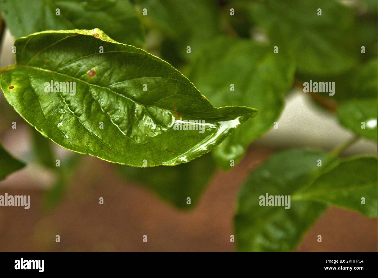 Wunderschön grünes Blatt mit einem glänzenden Wassertropfen, im Yale Campus in New Haven. Stockfoto Wunderschön grünes Blatt mit einem glänzenden Wassertropfen, im Yale Campus in New Haven. Stockfoto