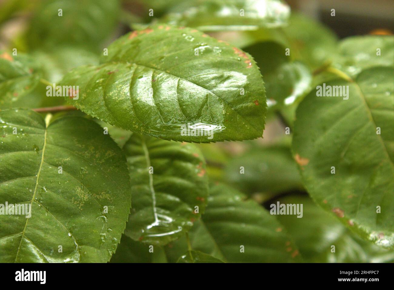 Wunderschön grünes Blatt mit einem glänzenden Wassertropfen, im Yale Campus in New Haven. Stockfoto Wunderschön grünes Blatt mit einem glänzenden Wassertropfen, im Yale Campus in New Haven. Stockfoto