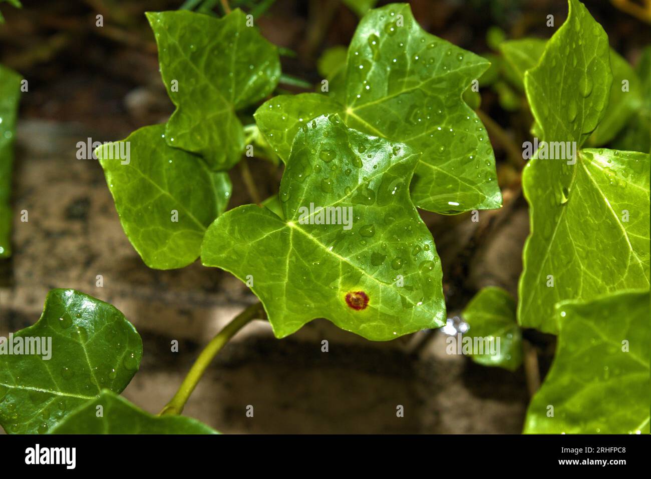Wunderschön grünes Blatt mit einem glänzenden Wassertropfen, im Yale Campus in New Haven. Stockfoto Wunderschön grünes Blatt mit einem glänzenden Wassertropfen, im Yale Campus in New Haven. Stockfoto