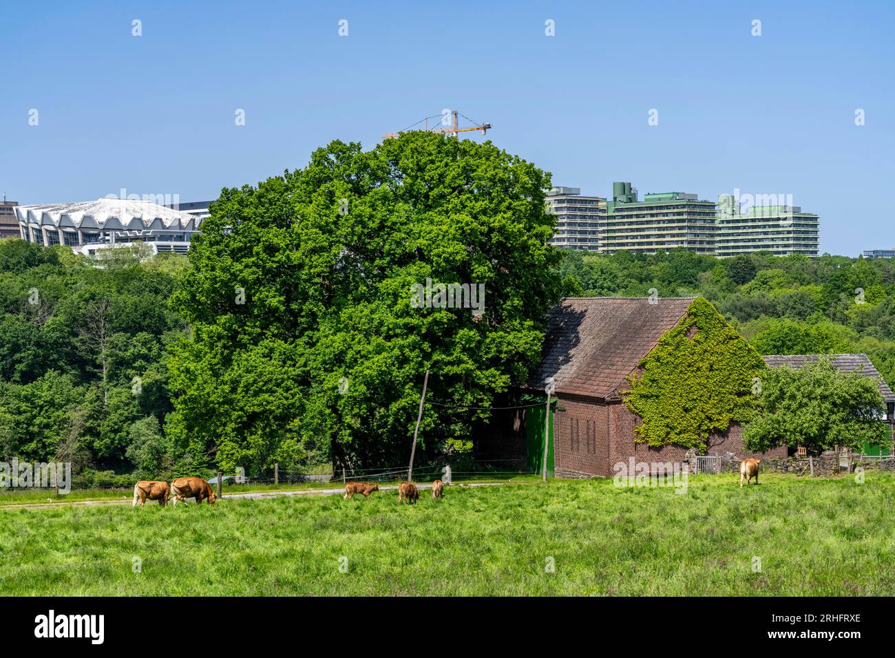 Blick über das Lottental, im Süden von Bochum, zur Ruhr-Universität Bochum, Bauernhof, NRW, Deutschland Stockfoto