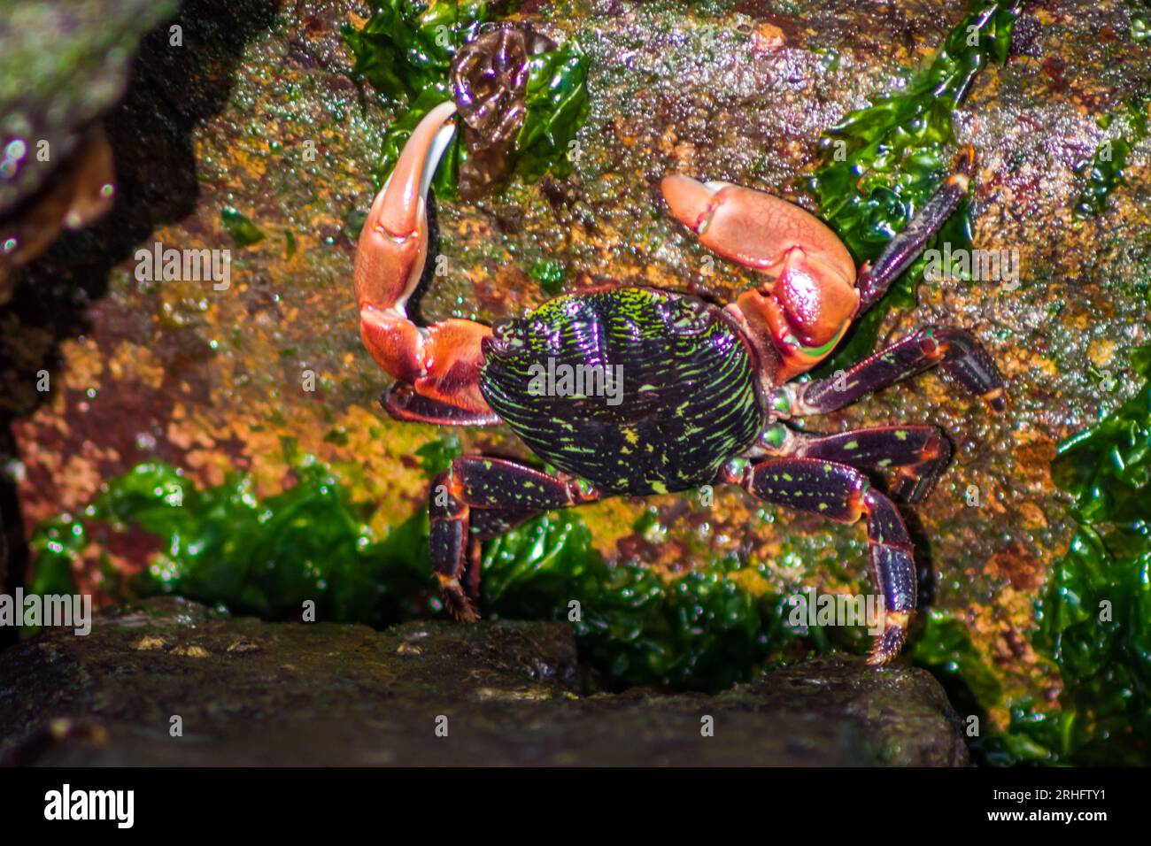 Shore-Weichschalen-Krabben in Sausalito, San Francisco, Kalifornien Stockfoto