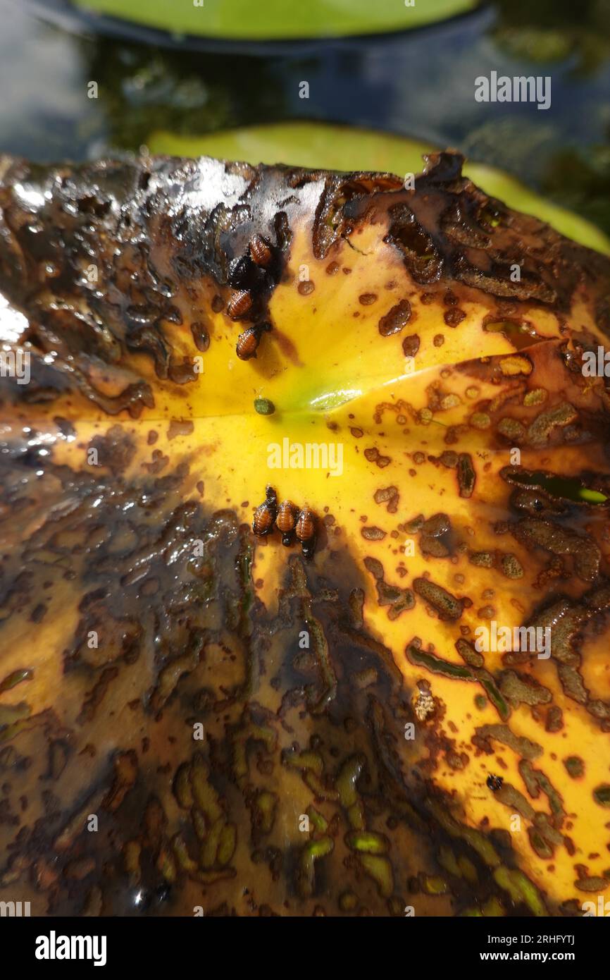 Larven und Frassspuren des Seerosenblattkäfer (Galerucella nymphaeae) Stockfoto