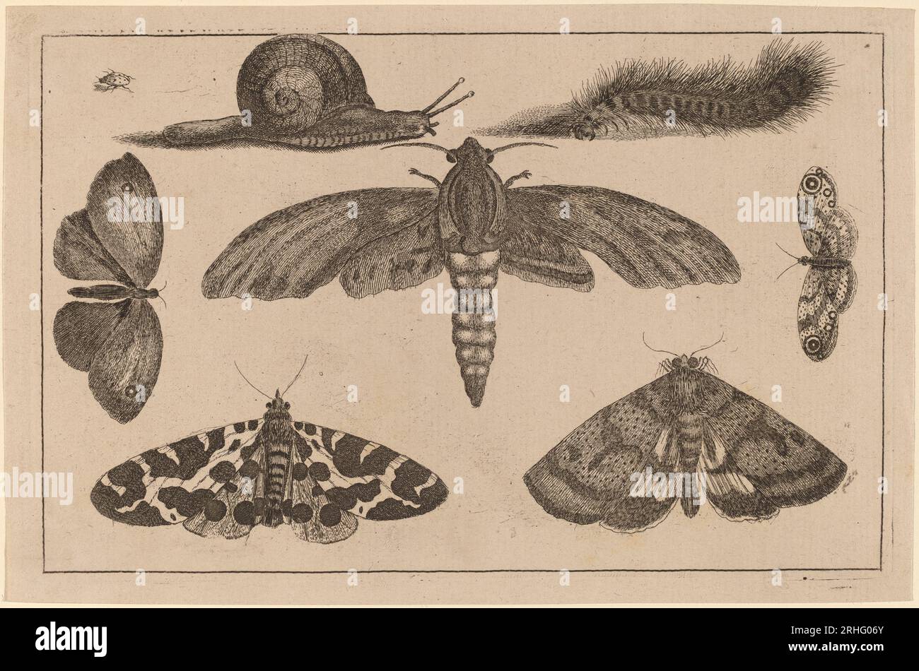 Sechs Insekten, eine Raupe und eine Schnecke von Wenceslaus Hollar Stockfoto