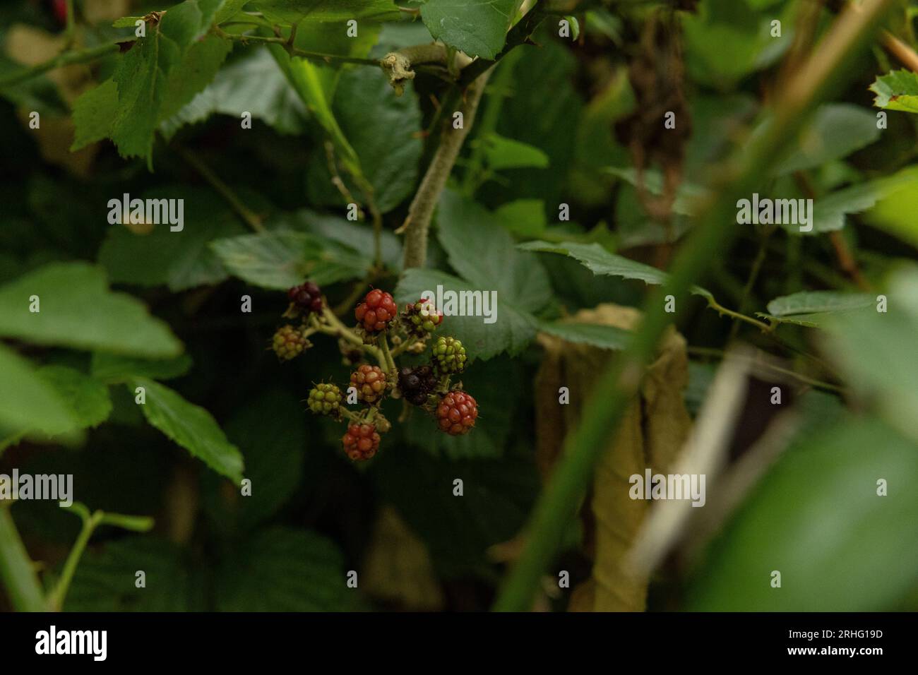 Reife wilde Brombeeren auf einem Zweig im Garten. Selektiver Fokus. Stockfoto