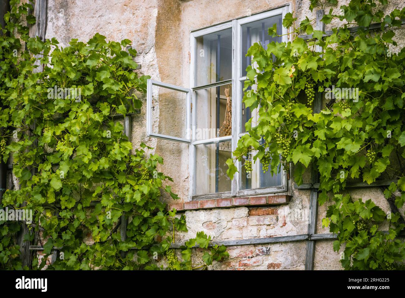 Altes Fenster mit Weinrebe Stockfoto