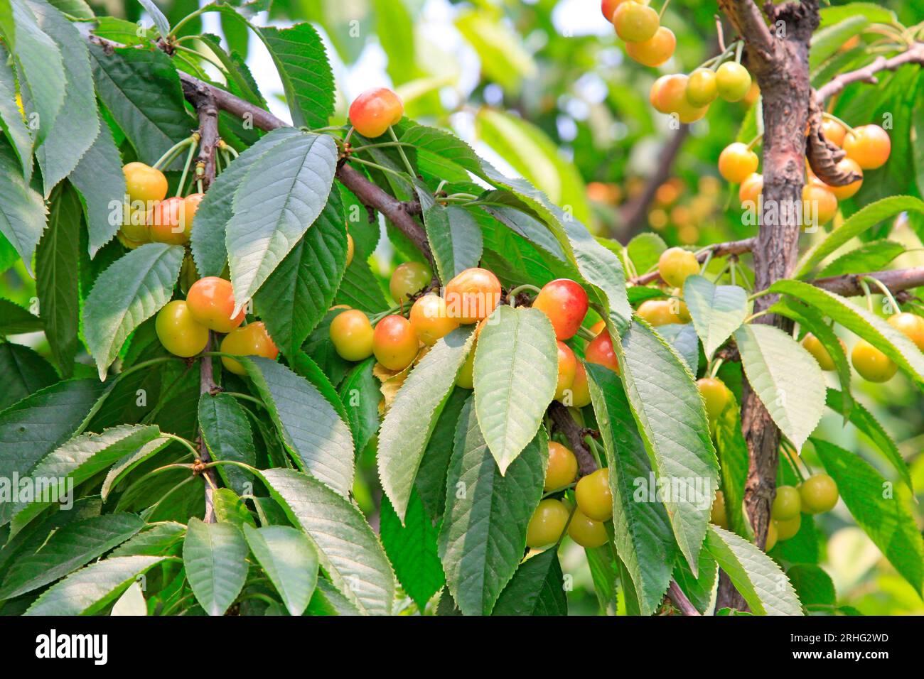 Kirsche in einer Plantage in nordchina Stockfoto