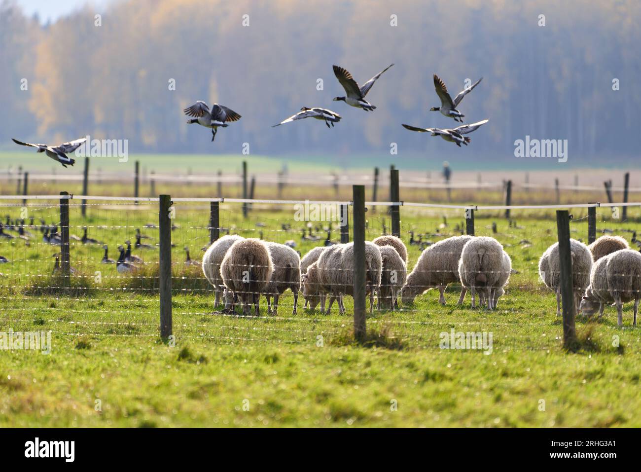 Schafe und eine Herde Barnakelgans Stockfoto