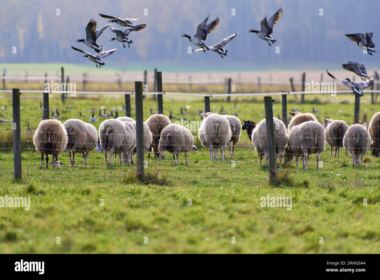 Schafe essen auf einer umzäunten Weide und eine große Herde von Stachelgans fliegt und auf dem Boden hinter einem Zaun mit Herbstlaub im Hintergrund Octo Stockfoto