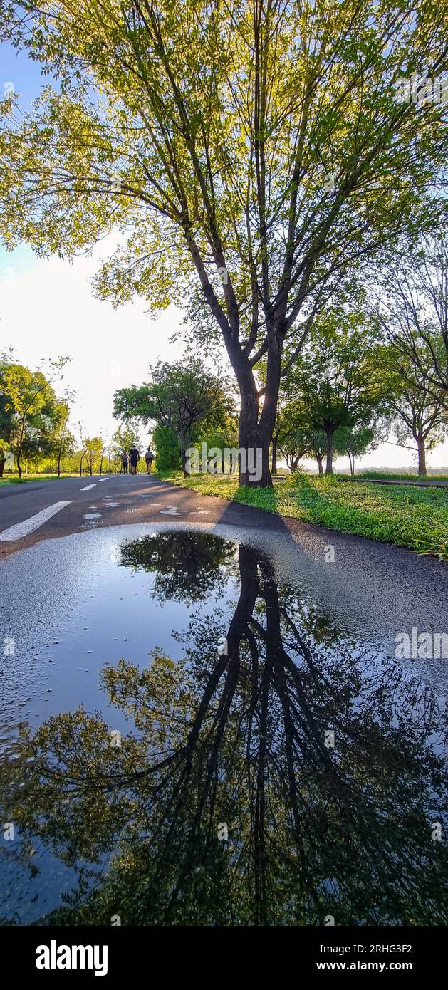 Reflexion von einem Baum in einer Wasserpfütze auf der Straße Stockfoto