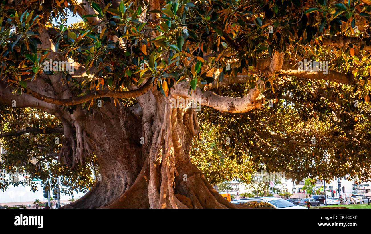 Magnolia grandiflora, ein südlicher Magnolia-Baum in Beverly Hills, Los Angeles, Kalifornien, USA. Dieser Baum ist der älteste Baum in Beverly Hills. Stockfoto
