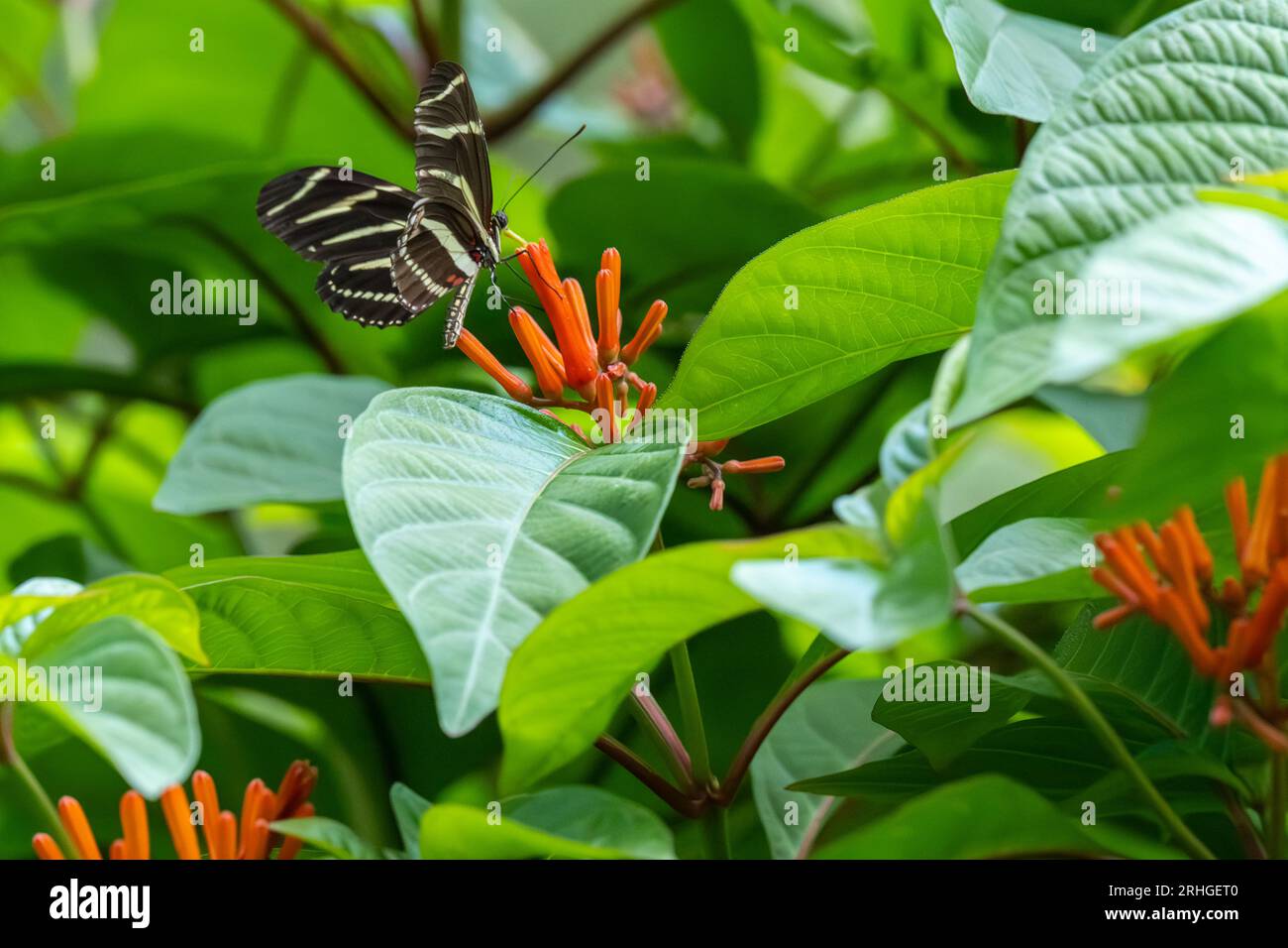 Zebra-Langflügelfalter (Heliconius charithonia) auf einem blühenden einheimischen Feuerstrauch (Hamelia patens) in einem botanischen Garten in Jacksonville, Florida. (USA) Stockfoto