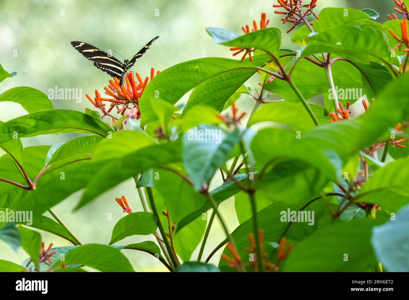 Zebra-Langflügelfalter (Heliconius charithonia) auf einem blühenden einheimischen Feuerstrauch (Hamelia patens) in einem botanischen Garten in Jacksonville, Florida. (USA) Stockfoto