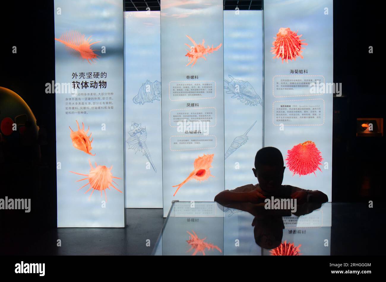 Stachelige Meeresorganismen, die im Zhejiang Museum of Natural History ausgestellt werden, ziehen Besucher an, Stadt Hangzhou, ostchinesische Provinz Zhejiang, 15. August 202 Stockfoto