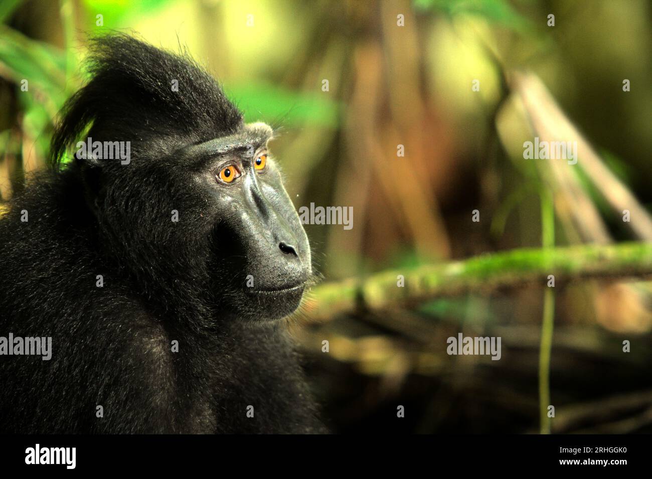 Porträt eines Makaken (Macaca nigra), der von der Nahrungssuche im Tangkoko-Wald, Nord-Sulawesi, Indonesien, lebt. Ein Bericht eines Wissenschaftlerteams unter der Leitung von Marine Joly ergab, dass die Temperatur im Tangkoko-Wald steigt und der Fruchtbestand insgesamt abnimmt. „Zwischen 2012 und 2020 stiegen die Temperaturen im Wald um bis zu 0,2 Grad pro Jahr, und der Fruchtbestand ging insgesamt um 1 Prozent pro Jahr zurück“, schrieb sie im Juli 2023 im International Journal of Primatology. In einer wärmeren Zukunft müssten sie (Primaten) sich anpassen, sich ausruhen und im Schatten bleiben. Stockfoto