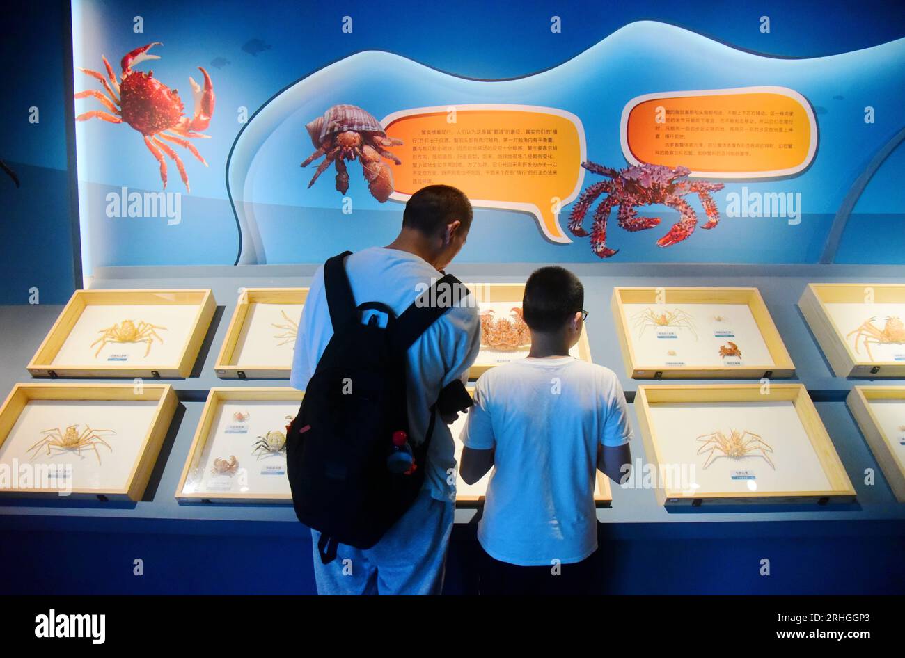 Stachelige Meeresorganismen, die im Zhejiang Museum of Natural History ausgestellt werden, ziehen Besucher an, Stadt Hangzhou, ostchinesische Provinz Zhejiang, 15. August 202 Stockfoto